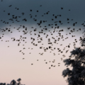A flock of red-winged blackbirds flying through the sky, illustrating the bird hypothesis examined in a new scientific analysis of Pentagon UAP footage.