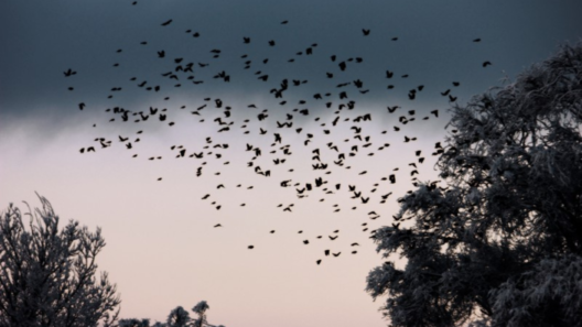 A flock of red-winged blackbirds flying through the sky, illustrating the bird hypothesis examined in a new scientific analysis of Pentagon UAP footage.
